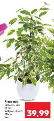 Kaufland Ficus mix Ofertă