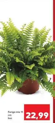Kaufland Feriga mix 11 cm Ofertă