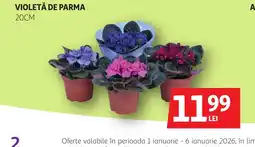 Auchan Violetă de parma Ofertă