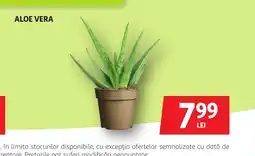 Auchan Aloe vera Ofertă