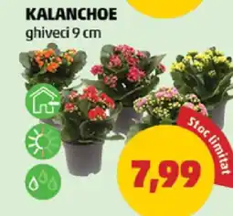 Penny Kalanchoe Ofertă