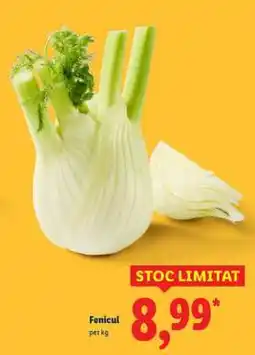 Lidl Fenicul Ofertă