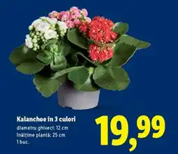 Lidl Kalanchoe în 3 culori Ofertă