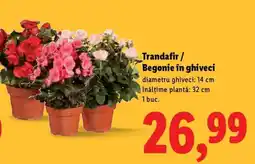Lidl Trandafir/Begonie în ghiveci Ofertă