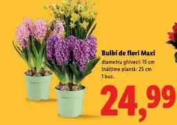 Lidl Bulbi de flori Maxi Ofertă
