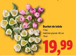 Lidl Buchet de lalele Ofertă