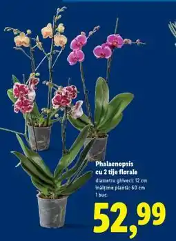 Lidl Phalaenopsis cu 2 tije florale Ofertă