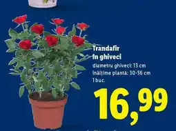 Lidl Trandafir în ghiveci Ofertă