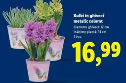 Lidl Bulbi în ghiveci metalic colorat Ofertă