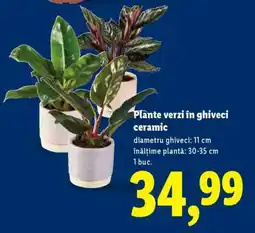 Lidl Plante verzi în ghiveci ceramic Ofertă