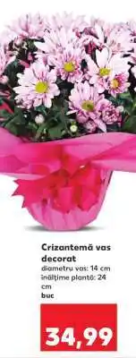 Kaufland Crizantemă vas decorat Ofertă