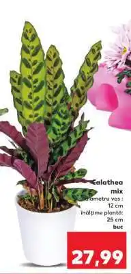 Kaufland Calathea mix Ofertă