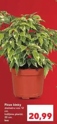 Kaufland Ficus kinky Ofertă