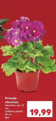 Kaufland Primula obconica Ofertă