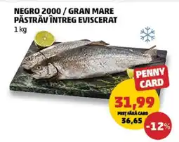 Penny Negro 2000 / Gran Mare Păstrăv Întreg Eviscerat Ofertă