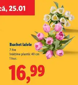 Lidl Buchet lalele Ofertă