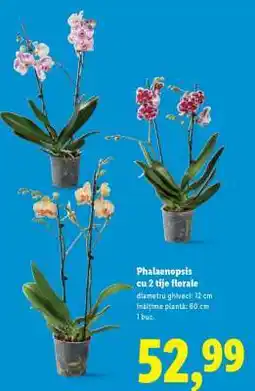 Lidl Phalaenopsis cu 2 tije florale Ofertă
