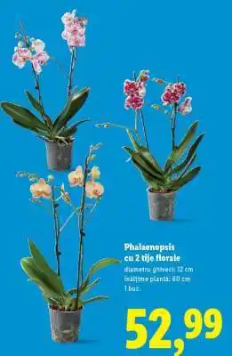 Lidl Phalaenopsis cu 2 tije florale Ofertă