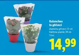 Lidl Kalanchoe în ghiveci Ofertă