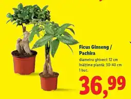 Lidl Ficus Ginseng / Pachira Ofertă