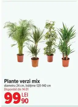 Carrefour Plante verzi mix Ofertă