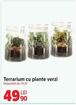 Carrefour Terrarium cu plante verzi Ofertă