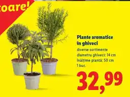Lidl Plante aromatice în ghiveci Ofertă