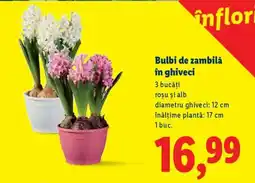Lidl Bulbi de zambilă în ghiveci Ofertă
