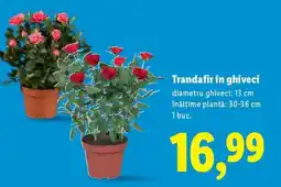 Lidl Trandafir în ghiveci Ofertă