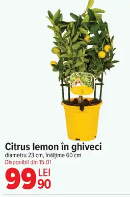 Carrefour Citrus lemon în ghiveci Ofertă
