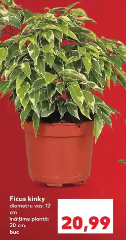 Kaufland Ficus kinky Ofertă