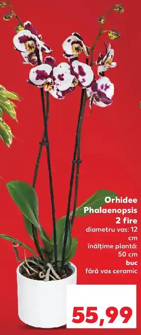 Kaufland Orhidee Phalaenopsis 2 fire Ofertă