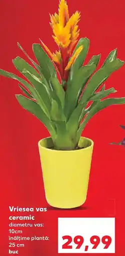 Kaufland Vriesea vas ceramic Ofertă