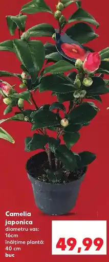 Kaufland Camelia japonica Ofertă