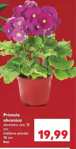 Kaufland Primula obconica Ofertă