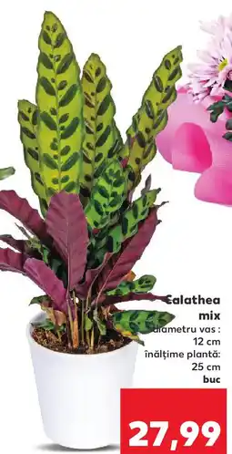 Kaufland Calathea mix Ofertă