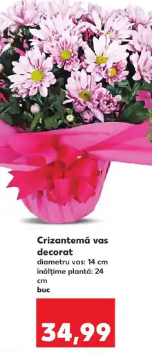 Kaufland Crizantemă vas decorat Ofertă