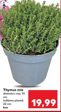 Kaufland Thymus mix Ofertă