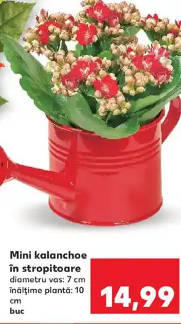 Kaufland Mini kalanchoe în stropitoare Ofertă