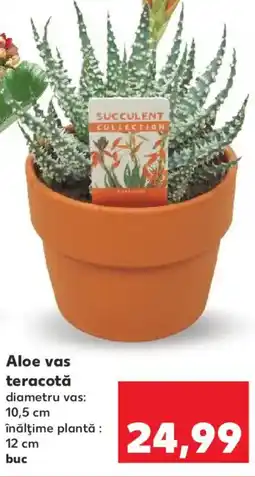 Kaufland Aloe vas teracotă Ofertă