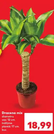 Kaufland Dracena mix Ofertă