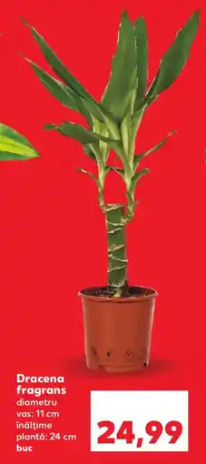 Kaufland Dracena fragrans Ofertă