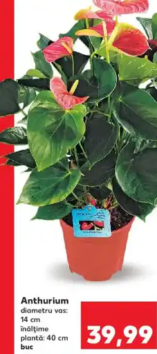 Kaufland Anthurium Ofertă