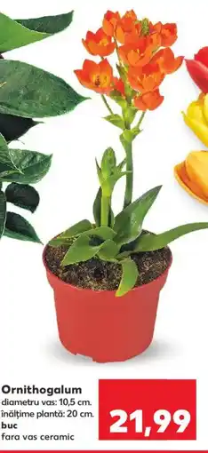 Kaufland Ornithogalum Ofertă