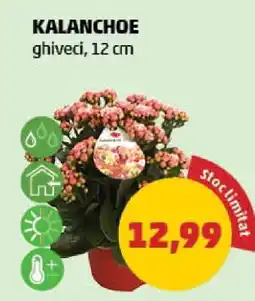 Penny Kalanchoe Ofertă