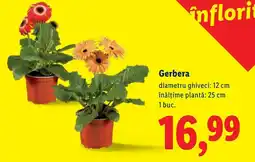 Lidl Gerbera Ofertă