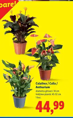 Lidl Calathea / Calla / Anthurium Ofertă