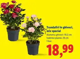 Lidl Trandafiri în ghiveci, mix special Ofertă