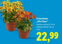 Lidl Crizanteme „Elle Fleur Ofertă