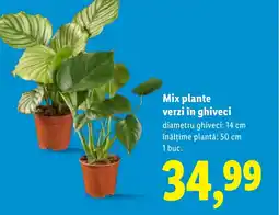 Lidl Mix plante verzi în ghiveci Ofertă